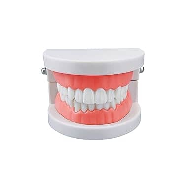 نموذج اسنان قياسي